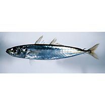 Decapterus macrosoma Bleeker, 1851