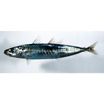 Decapterus macrosoma Bleeker, 1851