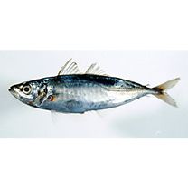 Decapterus maruadsi (Temminck et Schlegel, 1844)