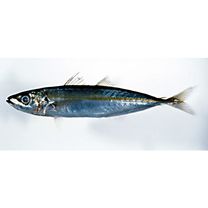 Decapterus muroadsi (Temminck et Schlegel, 1844)