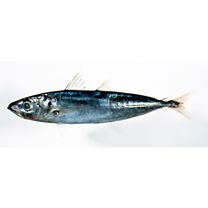 Decapterus tabl Berry, 1968