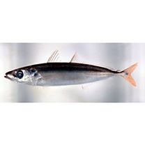 Decapterus tabl Berry, 1968