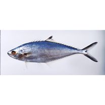 Scomberoides lysan (Forsskal, 1775)