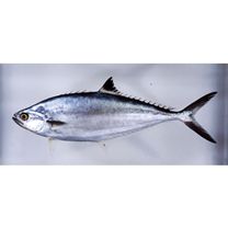 Scomberoides lysan (Forsskal, 1775)