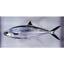 Scomberoides lysan (Forsskal, 1775)