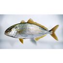 Seriola dumerili (Risso, 1810)