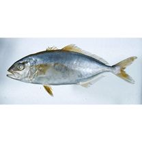 Seriola dumerili (Risso, 1810)