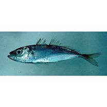 Trachurus japonicus (Temminck et Schlegel, 1844)