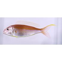 Nemipterus bathybius Snyder, 1911