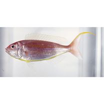 Nemipterus bathybius Snyder, 1911