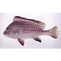 Diagramma pictum (Thunberg, 1792)