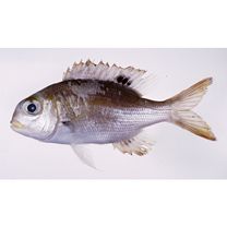 Monotaxis grandoculis (Forsskal, 1775)