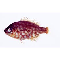 Kyphosus cinerascens (Forsskal, 1775)