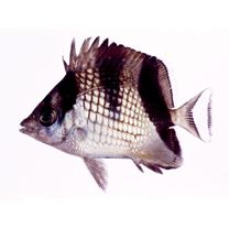 Chaetodon argentatus Smith et Radcliffe, 1911