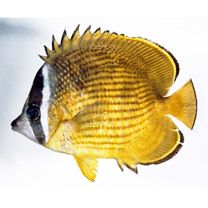 Chaetodon auripes Jordan et Snyder, 1901