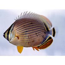 Chaetodon lunulatus Quoy et Gaimard, 1825