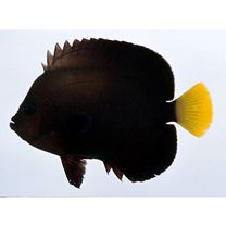 Chaetodontoplus caeruleopunctatus Yasuda et Tominaga, 1976