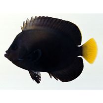 Chaetodontoplus caeruleopunctatus Yasuda et Tominaga X C. melanosoma (Bleeker, 1853)