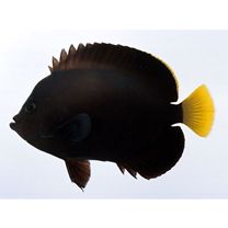 Chaetodontoplus caeruleopunctatus Yasuda et Tominaga X C. melanosoma (Bleeker, 1853)