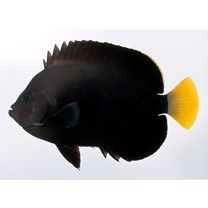 Chaetodontoplus caeruleopunctatus Yasuda et Tominaga X C. melanosoma (Bleeker, 1853)