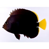 Chaetodontoplus melanosoma (Bleeker, 1853)