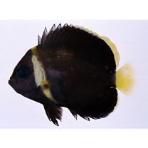 Chaetodontoplus melanosoma (Bleeker, 1853)