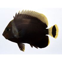 Chaetodontoplus melanosoma (Bleeker, 1853)