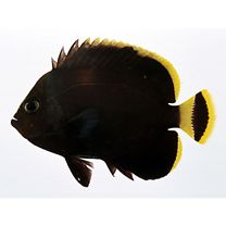 Chaetodontoplus melanosoma (Bleeker, 1853)