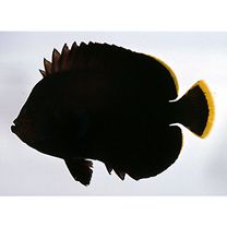 Chaetodontoplus melanosoma (Bleeker, 1853)