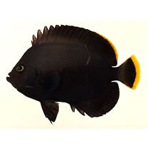 Chaetodontoplus melanosoma (Bleeker, 1853)