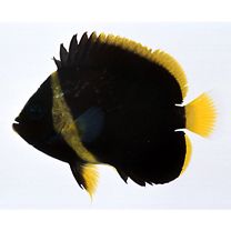 Chaetodontoplus melanosoma (Bleeker, 1853)