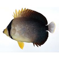 Chaetodontoplus poliourus Randall et Rocha, 2009