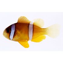 Amphiprion clarkii (Bennett, 1830)