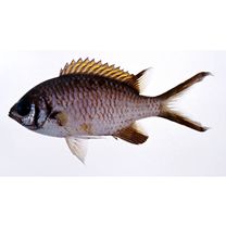 Chromis weberi Fowler et Bean, 1928