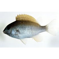 Plectroglyphidodon imparipennis (Vaillant et Sauvage, 1875)