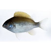 Plectroglyphidodon imparipennis (Vaillant et Sauvage, 1875)