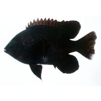 Neoglyphidodon melas (Cuvier, 1830)