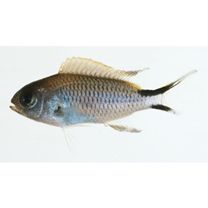 Pomachromis richardsoni (Snyder, 1909)