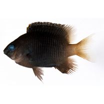 Stegastes fasciolatus (Ogilby, 1889)