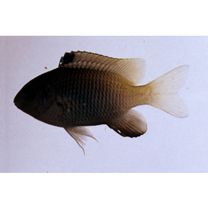 Stegastes insularis Allen et Emery, 1985