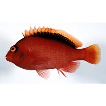 Neocirrhites armatus Castelnau, 1873