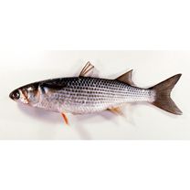 Mugil cephalus cephalus Linnaeus, 1758