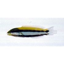 Gomphosus varius Lacepede, 1801