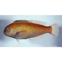 Novaculops sciistius (Jordan et Thompson, 1914)