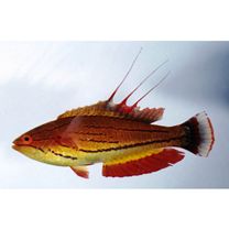 Paracheilinus carpenteri Randall et Lubbock, 1981