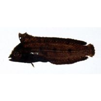 Novaculoides macrolepidotus (Bloch, 1791)