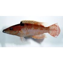 Oxycheilinus orientalis (Gunther, 1862)