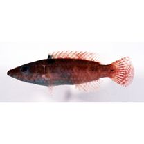 Oxycheilinus orientalis (Gunther, 1862)