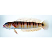 Parapercis multifasciata Doderlein, 1884