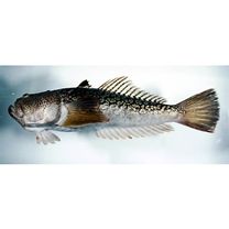 Uranoscopus japonicus Houttuyn, 1782